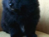 Petmode Köpek Çiftliğinden Pomeranian Yavrularımız