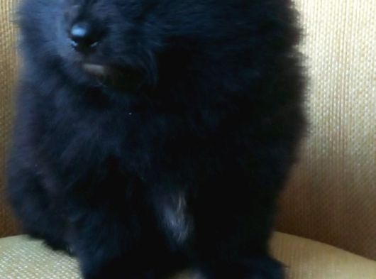 Petmode Köpek Çiftliğinden Pomeranian Yavrularımız görsel