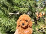 Ev Üretimi A Kalite Toy Poodle Yavrularımız