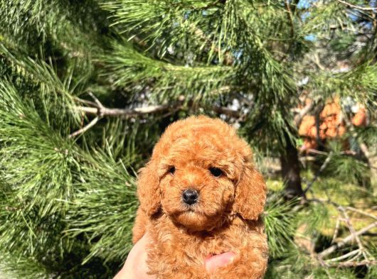 Ev Üretimi A Kalite Toy Poodle Yavrularımız görsel