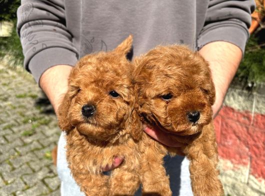 Ev Üretimi A Kalite Toy Poodle Yavrularımız görsel