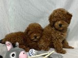 Tüy Yumaği Toy Poodle Yavrularimiz