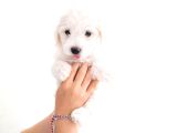 Anne Altından Safkan Maltese Terrier Yavrusu 2 Aylık Teacup