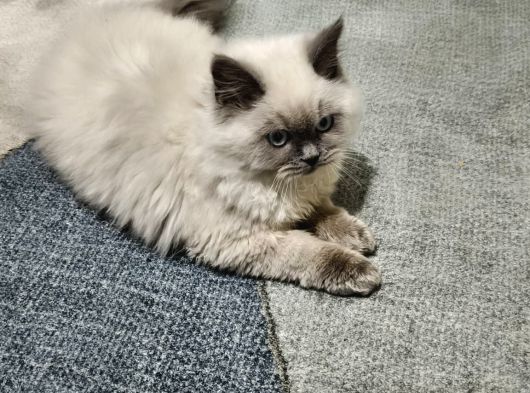 British Shorthair görsel