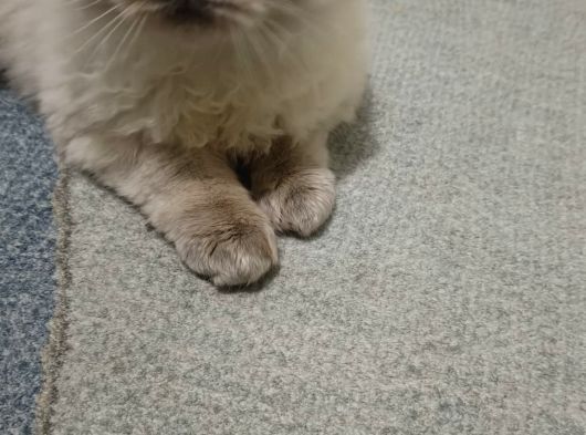British Shorthair görsel