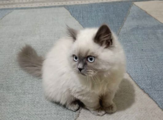 British Shorthair görsel