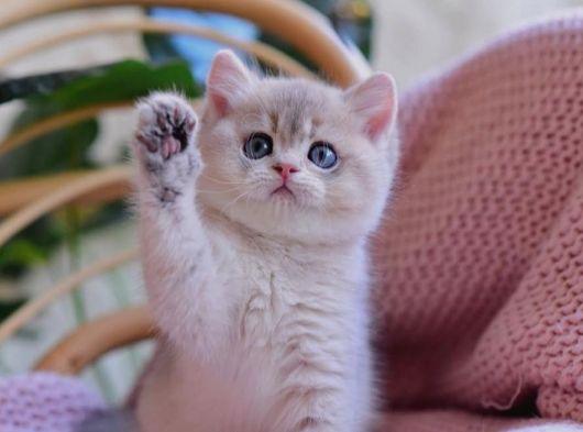 Etkileyici Rengiyle Blue Golden British Shorthair görsel