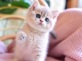 Etkileyici Rengiyle Blue Golden British Shorthair