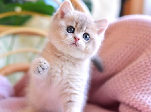 Etkileyici Rengiyle Blue Golden British Shorthair