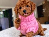 En iyisini isteyenlere Dişi ve erkek red Toy poodle yavrular