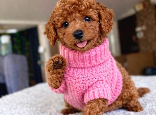 En Iyisini Isteyenlere Dişi Ve Erkek Red Toy Poodle Yavrular