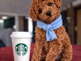 En Iyisini Isteyenlere Dişi Ve Erkek Red Toy Poodle Yavrular