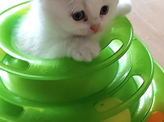 Safkan Çok Sağlıklı Mutlu Kartopları görsel