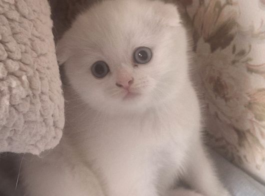Safkan Çok Sağlıklı Mutlu Kartopları görsel