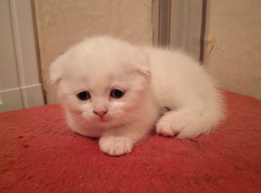 Safkan Çok Sağlıklı Mutlu Kartopları görsel