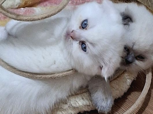 Safkan Çok Sağlıklı Mutlu Kartopları görsel