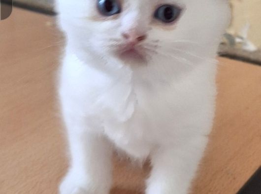 Safkan Çok Sağlıklı Mutlu Kartopları görsel
