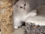Safkan Çok Sağlıklı Mutlu Kartopları