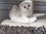 Safkan çok sağlıklı mutlu kartopları