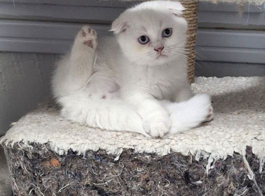 Safkan Çok Sağlıklı Mutlu Kartopları