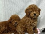Tüy Yumaği Toy Poodle Yavrularimiz