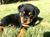Rotweiler bebekler teslime hazır