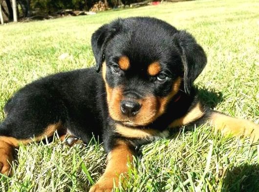 Rotweiler bebekler teslime hazır