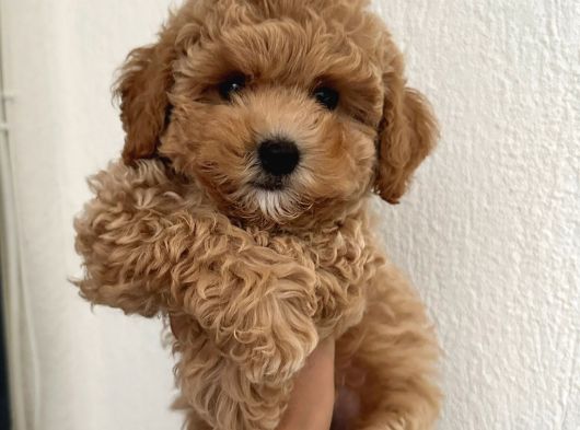 MALTİPOO CİNSİ YAVRULAR EV ÜRETİMİ
