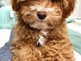 MALTİPOO CİNSİ YAVRULAR EV ÜRETİMİ
