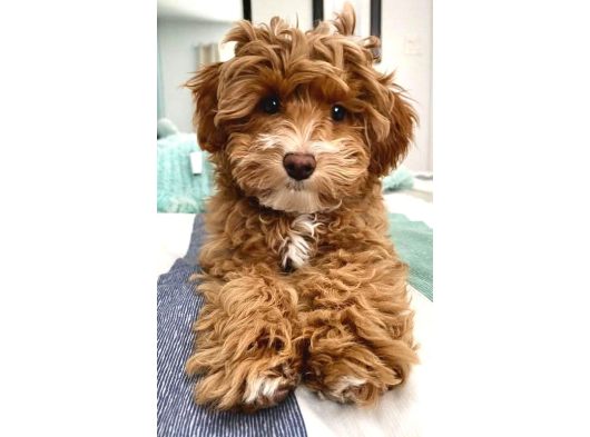 Malti̇poo Ci̇nsi̇ Yavrular Ev Üreti̇mi̇