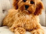 Malti̇poo Ci̇nsi̇ Yavrular Ev Üreti̇mi̇