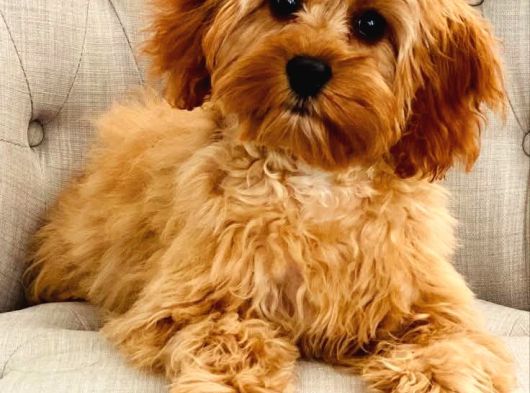 Malti̇poo Ci̇nsi̇ Yavrular Ev Üreti̇mi̇ görsel