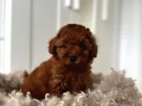 KIPKIRMIZI RED TOY POODLE SEVİMLİ YAVRULAR