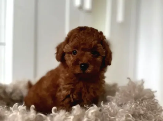 Kipkirmizi Red Toy Poodle Sevi̇mli̇ Yavrular