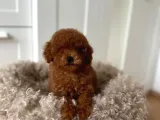 Kipkirmizi Red Toy Poodle Sevi̇mli̇ Yavrular