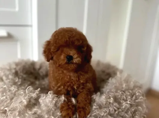 Kipkirmizi Red Toy Poodle Sevi̇mli̇ Yavrular görsel