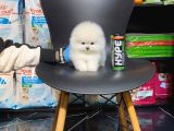 Ayı Teedy Pomerri̇an Boo Sevi̇mli̇ Yavrular