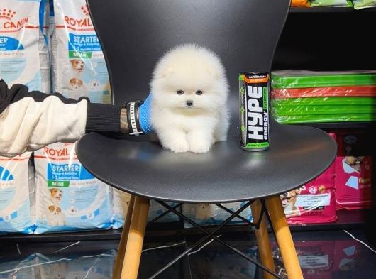Ayı Teedy Pomerri̇an Boo Sevi̇mli̇ Yavrular görsel