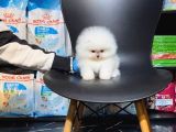 Ayı Teedy Pomerri̇an Boo Sevi̇mli̇ Yavrular
