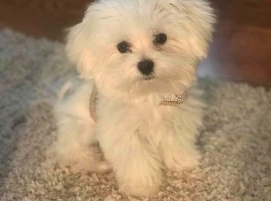 Maltese Terri̇er Ci̇nsi̇ Yavrular görsel