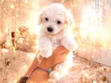 Anne Altından Safkan Maltese Terrier Yavrusu 2 Aylık Teacup