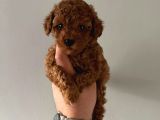 TOY POODLE SEVİMLİ YAVRULAR EV ÜRETİMİ