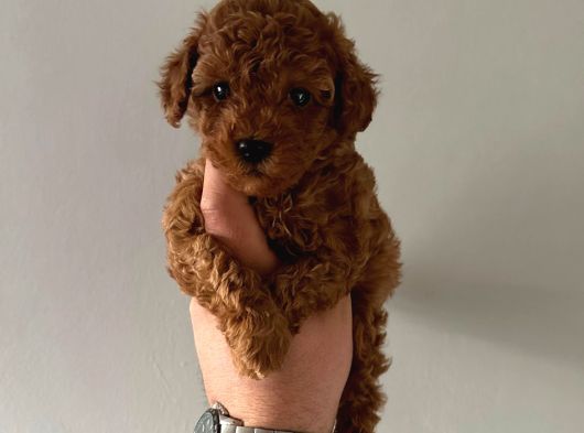 Toy Poodle Sevi̇mli̇ Yavrular Ev Üreti̇mi̇
