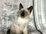 Renk Renk Desen Desen Kedi̇ Yavrularimiz