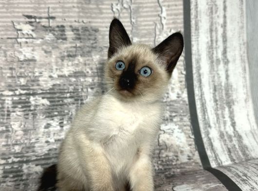 Renk Renk Desen Desen Kedi̇ Yavrularimiz görsel