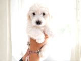 Anne Altından Safkan Maltese Terrier Yavrusu 2 Aylık Teacup
