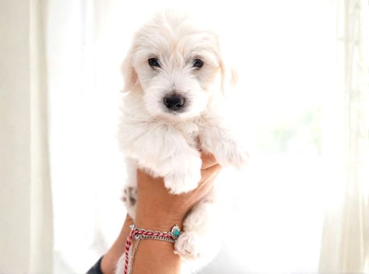 Anne Altından Safkan Maltese Terrier Yavrusu 2 Aylık Teacup görsel
