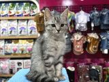 Renk Renk Desen Desen Kedi̇ Yavrularimiz