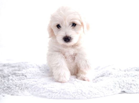 Anne Altından Safkan Maltese Terrier Yavrusu 2 Aylık Teacup görsel