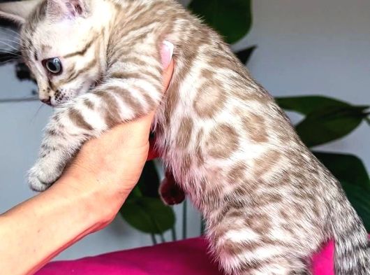 Snow Bengal görsel